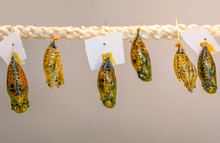 Butterflies Farm. Sign In Different Butterflies Chrysalis On A Branch - Stock Image