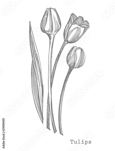 Tulip flower graphic sketch illustration. Botanical plant illustration. Vinta...