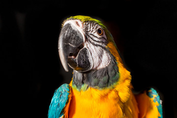 Wall Mural - Blue and gold macaw parrot portrait with black background