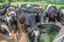 Cows Drinking Water