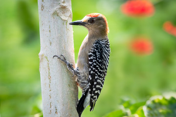 A Red-crowned Woodpecker perching on the branch of a tree while searching for food in the rain forest.