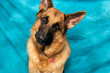 Studio portrait of German shepherd dog against blue background, with quizzical face and tilted head looking at viewer.