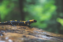 Fire Salamander In Forest
