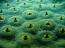 Close-up Macro Shot Of A Green Lotus Flower Seed Pod