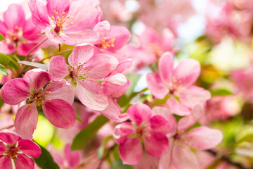 Wall Mural - Pink flowers blossom apple tree close-up. Many crab flowers, horizontal background