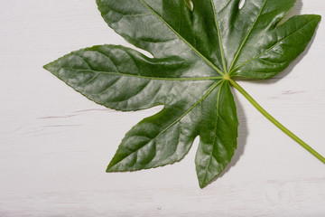 green leaf on white wooden background