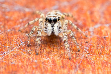 juming spider