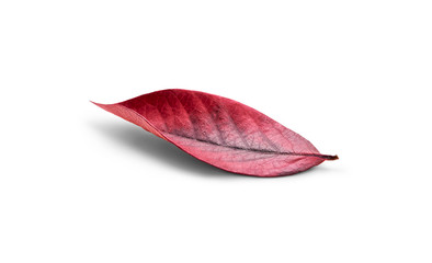 Wall Mural - rustic autumn golden red and brown leaves showing the veins of the leaf isolated on a white backgrou
