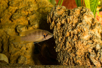 Wall Mural - African fish Trophyus Cichlids living in Lake Tanganyika