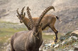 Wild ibex in the italian Alps. Gran Paradiso National Park, Italy