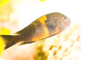 Wall Mural - African fish Trophyus Cichlids living in Lake Tanganyika