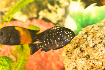 Wall Mural - African fish Trophyus Cichlids living in Lake Tanganyika