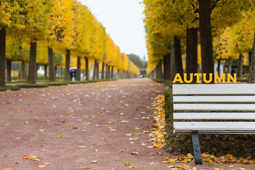 Autumn. Empty bench in autumn park on fall yellow leaves background. Text