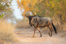 Blue Wildebeest Walking In Londolozi Private Game Reserve