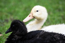 Two Young Cute Black And White Duck Portrait, Domestic Bird With White And Black Feathers Animals Watching