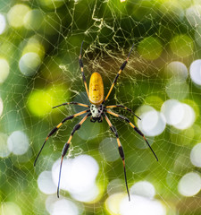 Banana Spider
