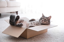 Cute Grey Tabby Cat In Cardboard Box On Floor At Home