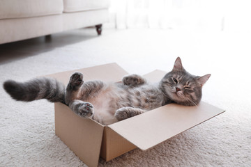 cute grey tabby cat in cardboard box on floor at home