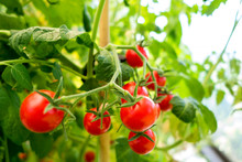 Organic Tomato Plant, Red Tomatoes