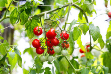 Organic Tomato Plant, Red And Green Tomatoes