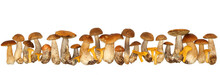 Boletus Edulis Isolated On White Background. Close Up. Mushroom
