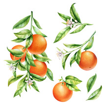 Oranges On A Branch Set. Isolated Watercolor Illustrartion Of Citrus Tree With Leaves And Blossoms.