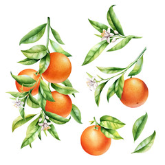 Poster - Oranges on a branch set. Isolated watercolor illustrartion of citrus tree with leaves and blossoms.