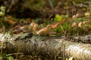 Sticker -  mushrooms on the tree in autumn forest