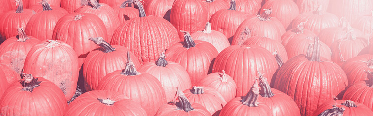 Closeup of fresh autumn fall harvest at farm. Heap of many pink coral color fresh ripe pumpkins. Halloween and Thanksgiving concept. Header web banner for website.