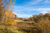 Fototapeta Las - Floodplain of a small river surrounded by trees with yellow leaves.