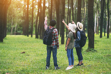 Wall Mural - A group of travelers walking and looking into a beautiful pine woods