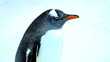 Gentoo penguin in white out