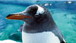 Gentoo penguin 2