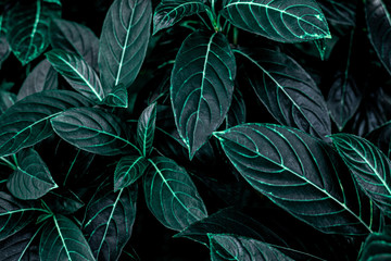  streszczenie zielone liście wzór tekstury, charakter tła, tropikalne liście