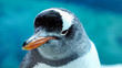Gentoo penguin close up 10