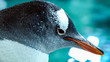 Gentoo penguin close up profile 5