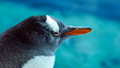 Gentoo penguin close up profile 7