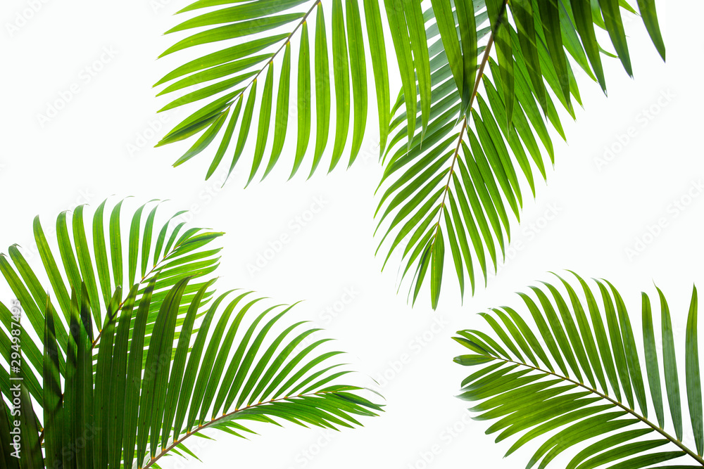 tropical coconut leaf isolated on white background, summer background - obrazy, fototapety, plakaty 