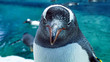 Gentoo penguin close up