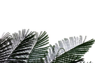 trooical tree leaves with branches on white isolated background for green foliage backdrop