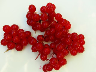 Wall Mural - bright red berries on white background