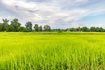 green field and blue sky