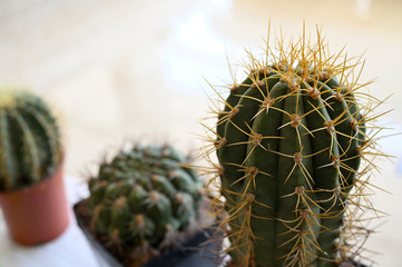 Canvas Print - Cactus in a pot with spines.