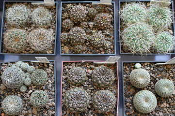 Canvas Print - Cactus in a pot with spines.