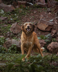 Perro alegre en el bosque