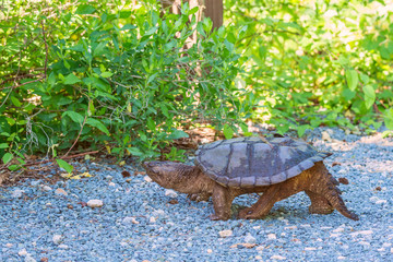 Wall Mural - A common snapping turtle walking along the road.Bombay Hook National Wildlife Refuge.Delaware.USA