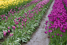 Purple, Yellow And Purple Variegated With White Tulips On Propagation Farm