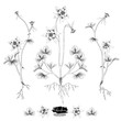 Sketch Floral Botany Collection. Columbine flower (Aquilegia chrysantha) drawings. Black and white with line art on white backgrounds. Hand Drawn Botanical Illustrations. Nature Vector.