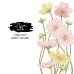 Wall Mural - Sketch Floral Botany Collection. Pink and Yellow Cosmos flower drawings. Invitation Card. Hand Drawn Botanical Illustrations.Nature Vector.