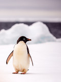 Fototapeta Tęcza - Adelie penguin standing on an ice floe in Antarctica